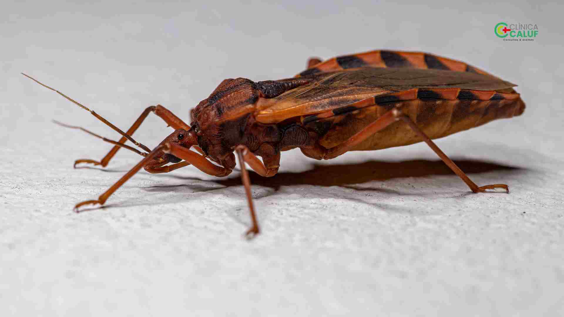 Doença de Chagas: Transmissão, Sintomas e Tratamento